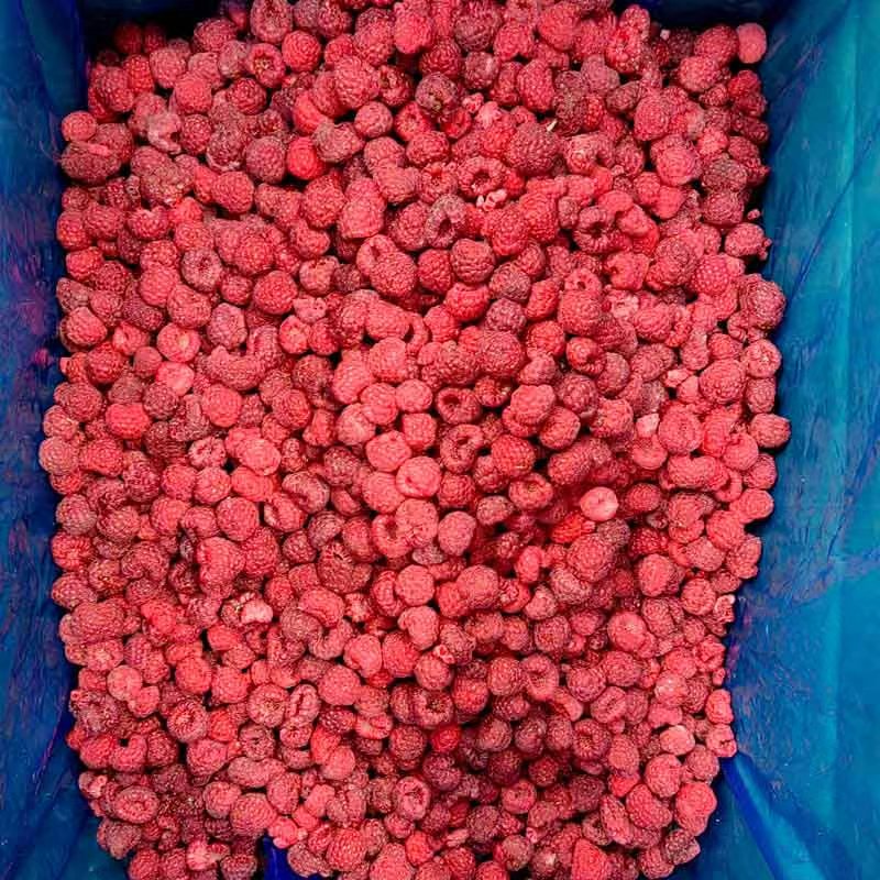 IQF Frozen Raspberry Whole - Yung Yong