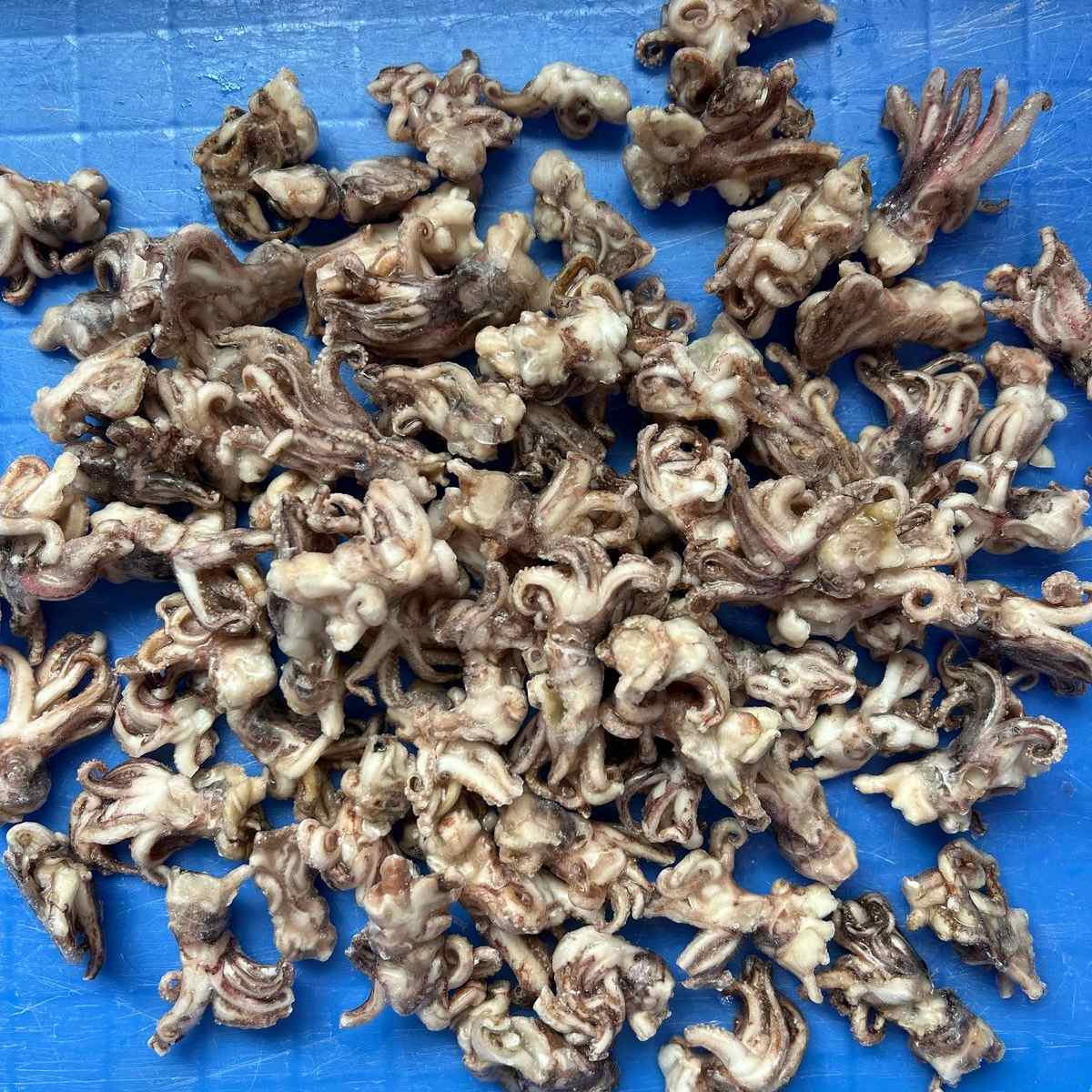 IQF Frozen Squid Head - Yung Yong