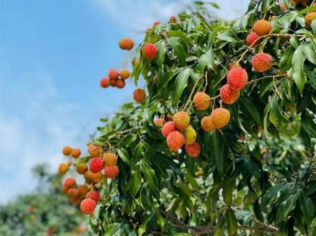 2026 Black Leaf Lychee Canning Season Underway: A 