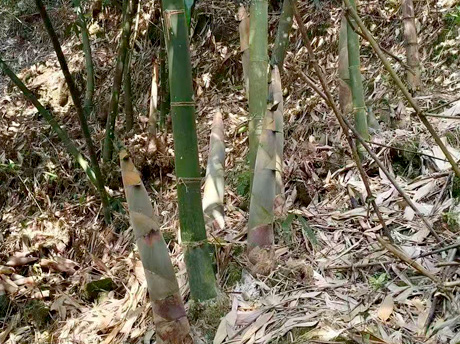 2026 Bamboo Shoot Canning Season Approaches: Abundant Harvest and Expanding Capacity Set the Stage