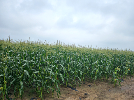 2026 New Season IQF Sweet Corn Starts in Guangxi